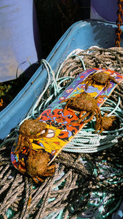 TR7 RTL CRAB SKATEBOARD DECK